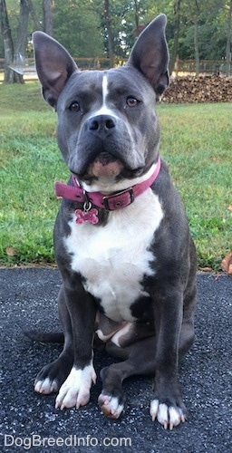 A perk-eared, thick bodied, blue nose American Bully Pit sitting on a blacktop surface and she is looking forward. Both of her ears are up and she is alert and wide eyed.