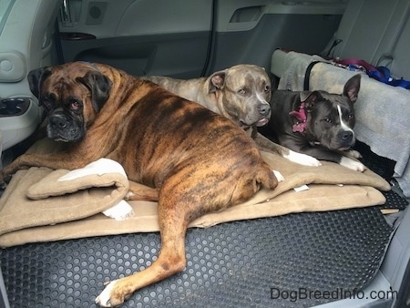 Three dogs are laying in the middle area of a van that has its seats removed on dog beds.