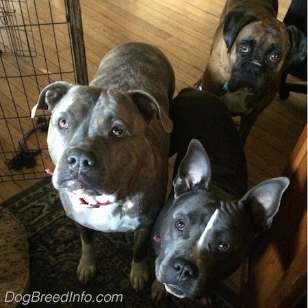 Three dogs are standing in front of a person on a hardwood floor looking up.