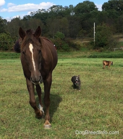 A blue nose American Bully Pit is walking behind a brown with white horse across a field. There is a brown brindle Boxer in the background walking in the opposite direction.