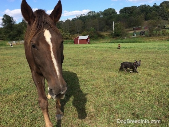 A brown with white horse is standing in grass. To the right of the horse is a blue nose American Bully Pit dog walking across a field and in the background is a brown brindle Boxer, two red lean-to shelters, a round pen, rodeo poles and a brown and white paint pony.