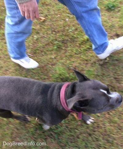 A blue nose American Bully Pit is walking across grass and there is a person walking in jeans next to her.