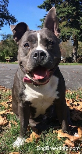 A big-headed, wide-chested, thick-bodied, happy-looking blue nose American Bully Pit is sitting in grass looking forward with a black top surface behind her. One of her ears is up and the other is flopped over, her mouth is open and it looks like she is smiling.