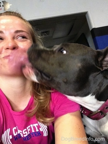 Close up - A blue nose American Bully Pit is licking the face of a blonde haired girl who is wearing a hot pink cross fit West Chester shirt.
