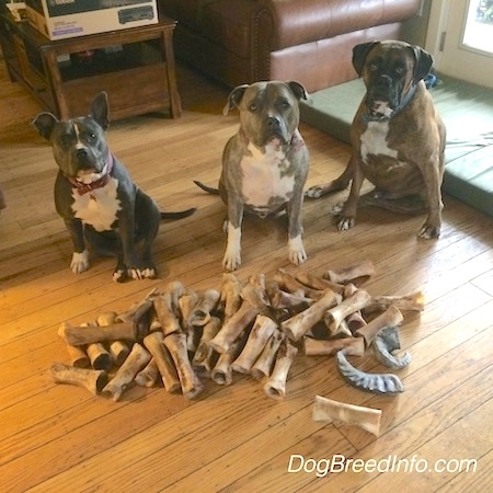 A blue nose American Bully Pit, a blue nose Pit Bull Terrier and a brown brindle Boxer are sitting behind a big pile of bones on a hardwood floor.
