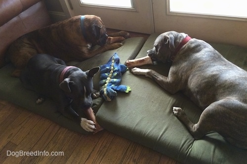 A blue nose American Bully Pit, a blue nose Pit Bull Terrier and a brown brindle Boxer are laying on a green orthopedic dog bed pillow and they are each chewing on a bone.