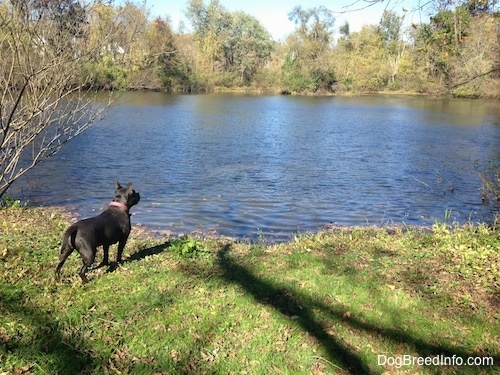 A blue nose American Bully Pit is standing in grass on the bank of a pond looking into the water.