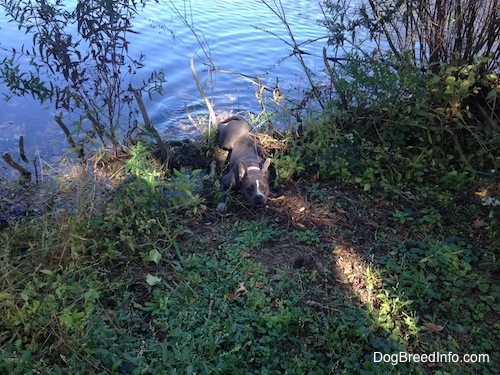 A blue nose American Bully Pit is pulling herself out of a pond.