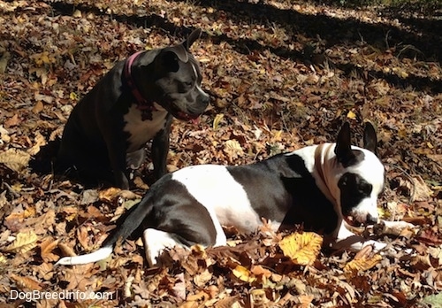 A blue nose American Bully Pit dog is sitting in leaves and looking down at a black and white Frenchie Staffie dog that is laying down and chewing on a stick.