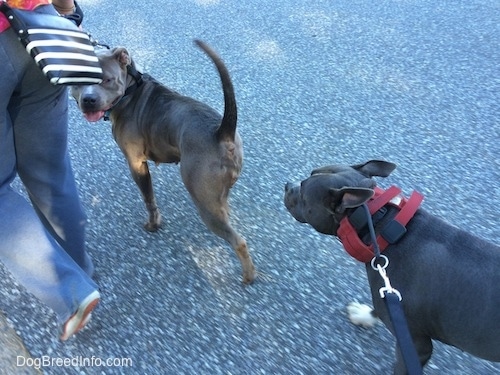 A blue nose American Bully Pit is walking behind an American Pit Bull Terrier that has her tail way up in the air. The Pit Bull Terrier is looking back at the Bully Pit.