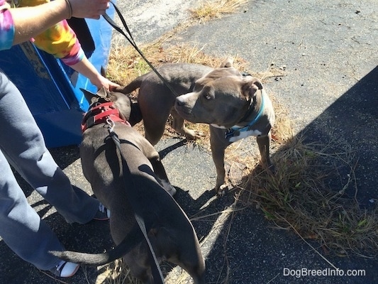 A dark gray with white American Bully is smelling the backend of a grey with white Pit Bull Terrier on a blacktop. The Pit Bull Terrier is having its tail pushed down by a persons hand and it is looking at the person.