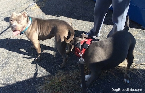 An American Pit Bull Terrier is looking at the person taking the picture as a blue nose American Bully Pit sniffs her backside.