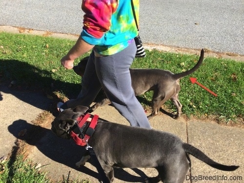 A lady in a tye dye hoodie is standing in between two dogs and walking them across a sidewalk. A red arrow is pointing at one of the dog's tail.