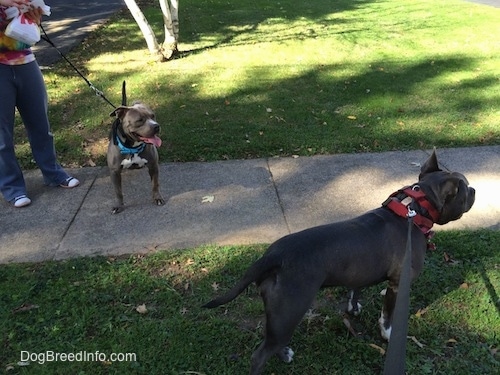 An American Pit Bull Terrier is standing across a sidewalk. Her mouth is open, tongue is out and her tail is up. She is looking at a blue nose American Bully Pit that is standing in grass across from her.