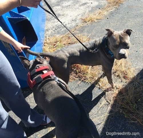 A dark gray with white American Bully is smelling the back end of a grey with white Pit Bull Terrier. There is a person and a dumbster behind them.