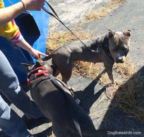 A dark gray with white American Bully is smelling the back side of a grey with white Pit Bull Terrier on a blacktop surface. There is a person pushing down the Pit Bull Terrier's tail with her finger.