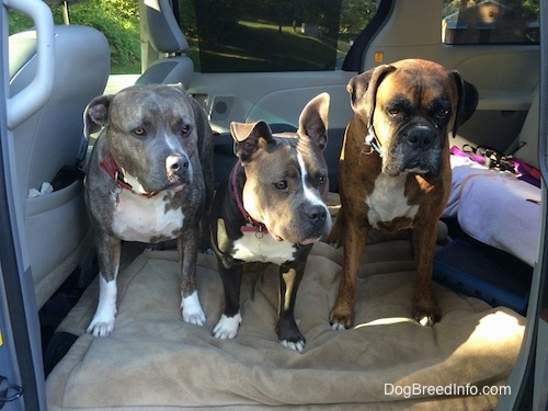 A blue nose American Bully Pit, a blue nose Pit Bull Terrier and a brown brindle Boxer are standing in the middle of a mini van that has its seats removed and they are looking to the right.