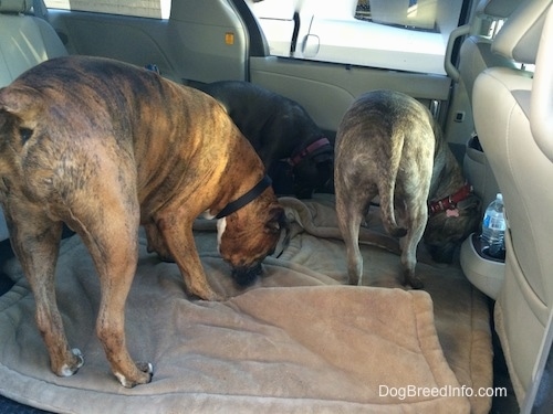 The dogs are sniffing the dog bed of the back of a vehicle.