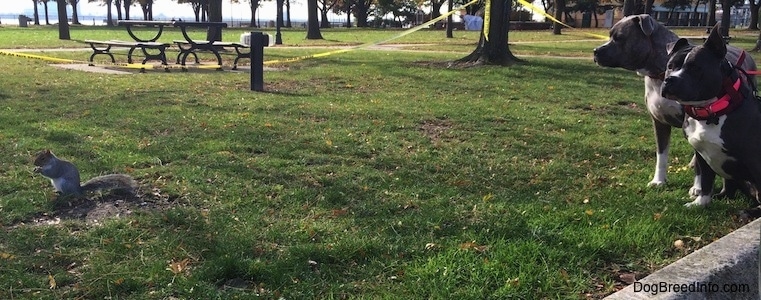 A blue nose Pit Bull Terrier and a blue nose American Bully Pit are looking at a squirrel that is just standing on a dirt mound in front of them at a park.