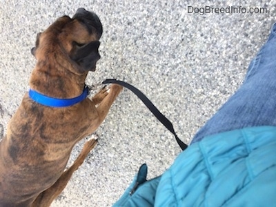 A brown with black and white Boxer is on a leash walking across a black top surface next to a person in blue jeans and a blue coat.