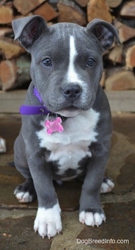 Close up - A blue nose American Bully Pit is sitting on a stone porch and behind her is a pile of logs. She is looking forward.