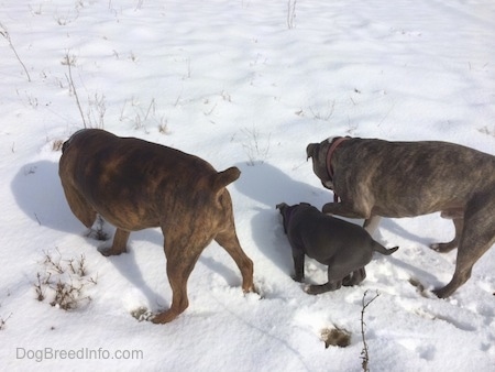 The backside of Two dogs and a puppy with their faces in snow.