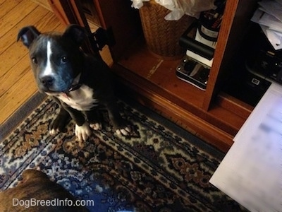 Top down view of a blue nose American Bully Pit puppy that is sitting on a rug looking up.