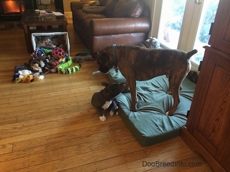 A blue nose American Bully Pit puppy is laying in front of a green pillow. Standing in front of her on is a brown with black and white Boxer.