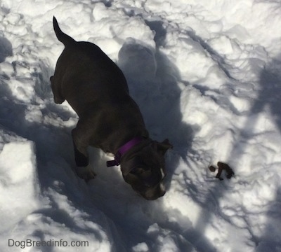 A blue nose American Bully Pit puppy is sniffing a path in snow and to the right of her is a pile of poop.