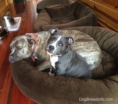 A blue nose Pit Bull Terrier is laying on a dog bed and sitting next to him is a blue nose American Bully Pit that is sitting on the same bed looking forward. There are two other empty beds next to them