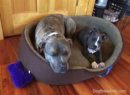 A blue nose Pit Bull Terrier is sleeping on a dog bed and next to him is a blue nose American Bully Pit puppy that is stretching out on the same dog bed.