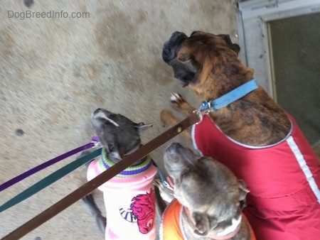 A top down view of two dogs and a puppy that are walking up a sidewalk.