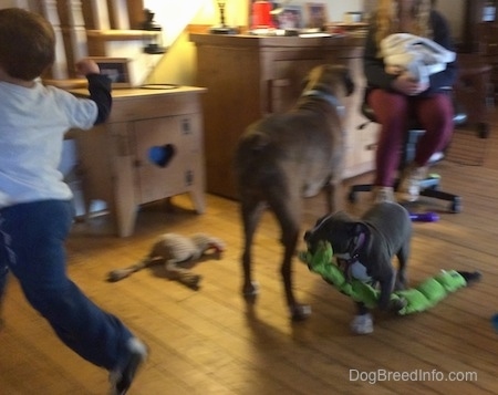 A boy is running towards a staircase. A blue nose American Bully Pit puppy has a green toy in its mouth and is following behind the boy. A brown with black and white Boxer is facing a person who is sitting in a computer chair.