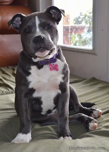 Close up - A wide chested, blue nose American Bully Pit puppy sitting on a green orthopedic dog bed in front of a glass door.