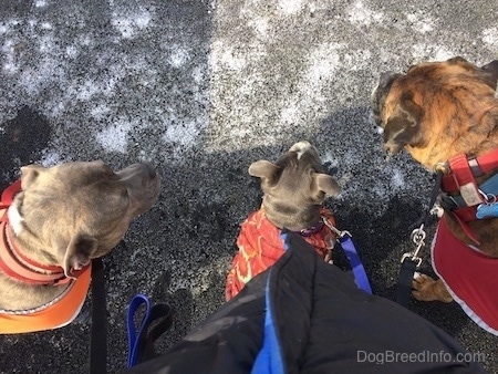 Top down view of Two dogs and a puppy wearing different colored vests. They are all looking forward.