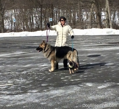 A lady in a white coat is holding the leash to two dogs. A black and tan Shiloh Shepherd and a black with tan Pug are standing on a blacktop surface.
