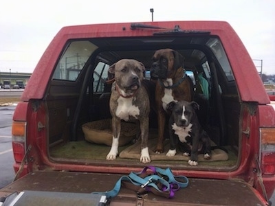 Two Dogs and a puppy are sitting and standing in the back of a red Toyota 4runner truck.