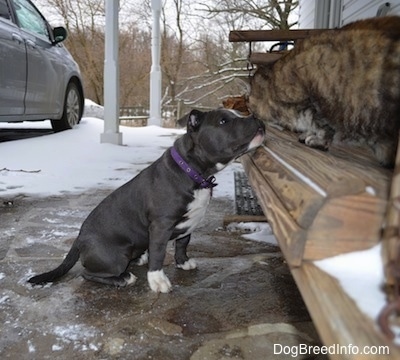 A blue nose American Bully Pit puppy is sniffing a cat that is laying on top of a wooden rocking glider outside on a snowy porch.