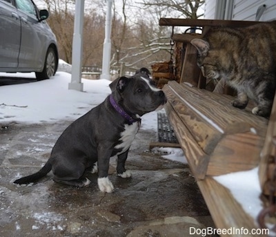 A blue nose American Bully Pit puppy is sitting on a stone porch and she is looking up at the cat that is sitting on a wooden porch swing.