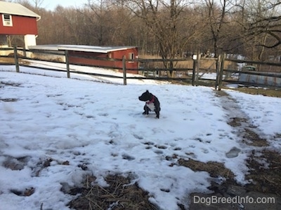 A blue nose American Bully Pit puppy is peeing outside in snow. There is a wooden split rail fence and a red barn behind her.