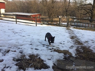 A blue nose American Bully Pit puppy is walking up a snowy field.