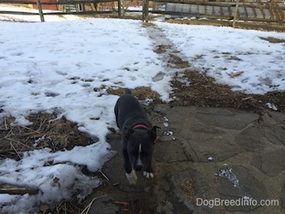 A blue nose American Bully Pit puppy is walking across a stone porch.