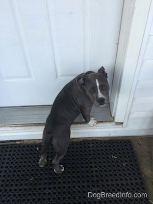 A blue nose American Bully Pit puppy is standing on a rubber mat and in front of a doorway looking back wanting inside.