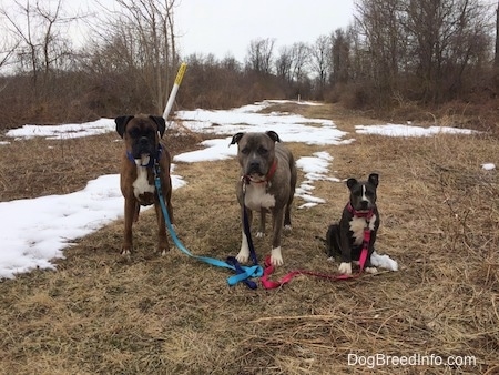 A brown with black and white Boxer and a blue nose Pit Bull Terrier are standing in grass and next to them is a sitting blue nose American Bully Pit puppy. They are all looking forward. There are snow patches on the ground.