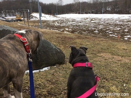The backside of a blue nose American Bully Pit puppy and a blue nose Pit Bull Terrier. They are both looking at a large rock to the left of them.