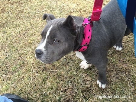A blue nose American Bully Pit puppy is wearing a hot pink collar and leash standing outside in the grass.