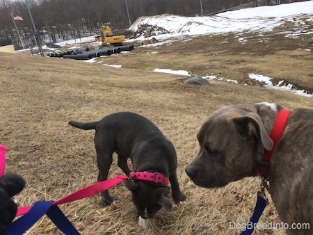 A blue nose American Bully Pit puppy is sniffing a rock that is under her. Looking to the left is a blue nose Pit Bull Terrier. There is a field with large black drain pipes and a yellow crane in the distance.
