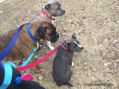 A blue nose AMerican Bully Pit puppy is sitting in grass and looking up and back. To the left of her, a blue nose Pit Bull Terrier is looking to the right and next to him is a standing brown with black and white Boxer 