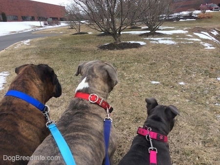 The backside of two dogs and a puppy that are standing and sitting in grass with patches of snow in an industrial park.