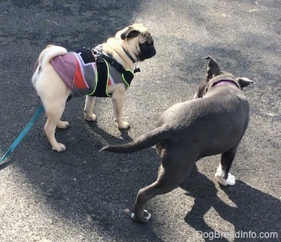 A tan with black Pug is standing on a black top surface and walking next to the Pug is a blue nose American Bully Pit puppy. The puppy and the Pug are about the same size.